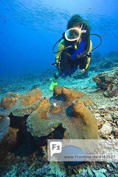 Taucher und eine gigantische Mördermuschel (Tridacna gigas) im Unterwassernationalpark von Bunaken  Indonesien.