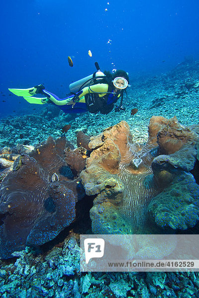 Taucher und eine gigantische Mördermuschel (Tridacna gigas) im Unterwassernationalpark von Bunaken  Indonesien.