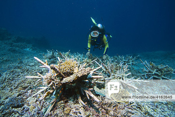 Coral reef protective program on Indonesia in the navy Nationwide park Bunaken. New coral reefs should originate by specially designed artificial concrete stones. North-Sulawesi  Indonesia.