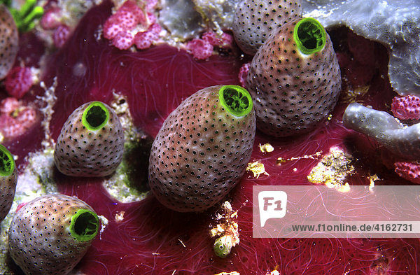 Grüne Riffseescheide (Didemnum molle)  Palau  Pazifik