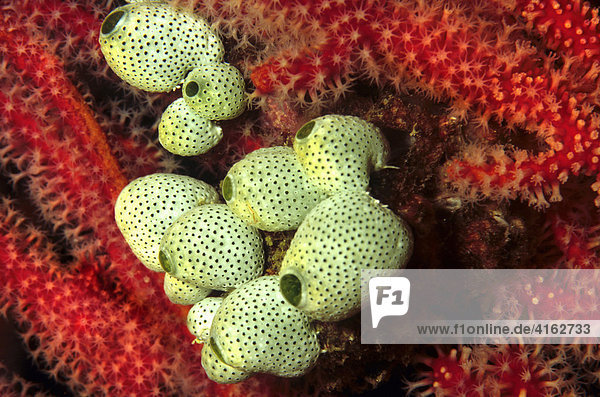 Grüne Riffseescheide (Didemnum molle)  Palau  Pazifik