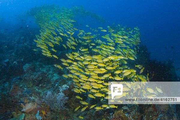 Blaustreifen Schnapper (Lutjanus kasmira)  Indonesien  Asien Fischschwarm