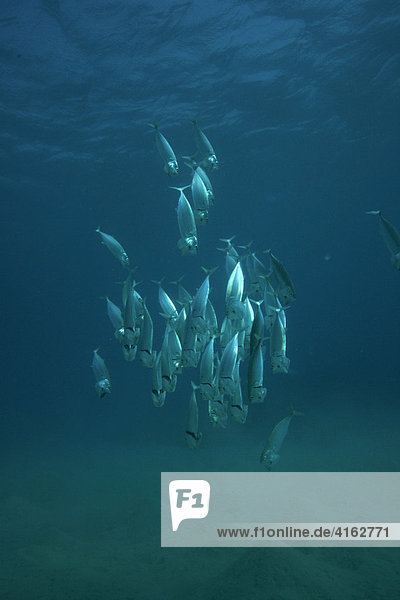 Grossmaul-Makrelen auf der Jagd (Rastrelliger kanagurta)  Ägypten  Rotes Meer