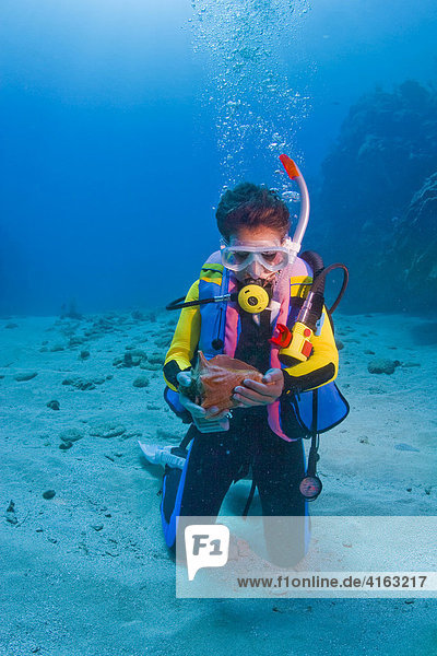 Young female scuba diver who's found a seashell  conch shell  Roatan  Honduras  Caribbean