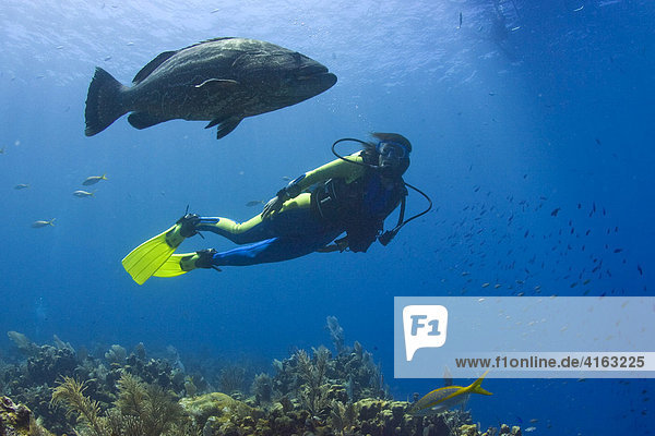 Scuba diver and Black Grouper (Mycteroperca bonaci)  Roatan  Honduras  Caribbean