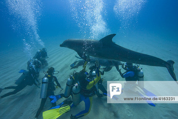 Tame Bottlenose Dolphin (Tursiops truncatus) and scuba divers on the ocean floor  tourist attraction  Roatan  Honduras  Caribbean