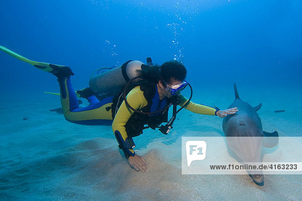 Tame Bottlenose Dolphin (Tursiops truncatus) and scuba diver on the ocean floor  tourist attraction  Roatan  Honduras  Caribbean