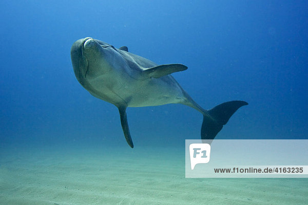 Delphin  Großer Tümmler (Tursiops truncatus)  Roatan  Honduras  Karibik