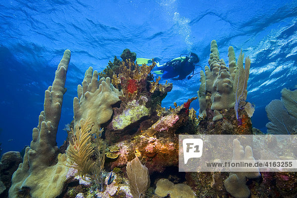 Scuba diver in shallow water  coral reef  Caribbean  Roatan  Honduras  Central America
