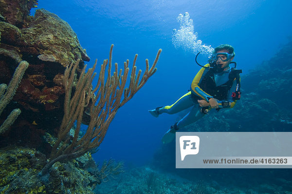 Scuba diver swimming behind a sea fan on a coral reef  Roatan  Honduras  the Caribbean  Central America