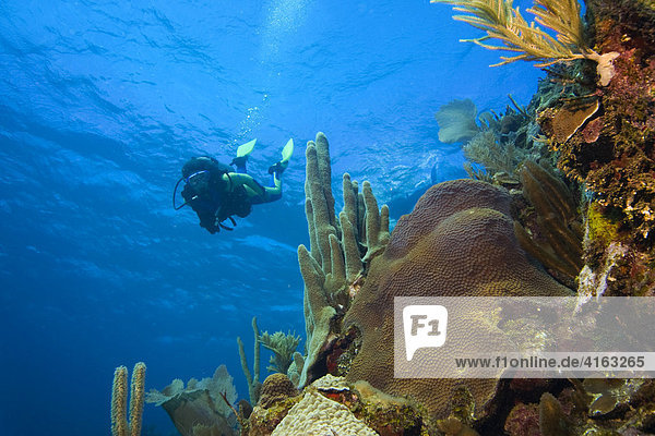 Scuba diver swimming over a coral reef  Roatan  Honduras  the Caribbean  Central America