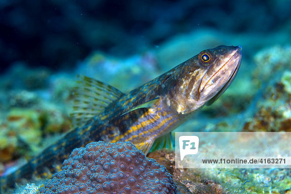 Riff-Eidechsenfisch (Synodus variegatus)  Raubfisch  Karibik  Honduras  Zentralamerika