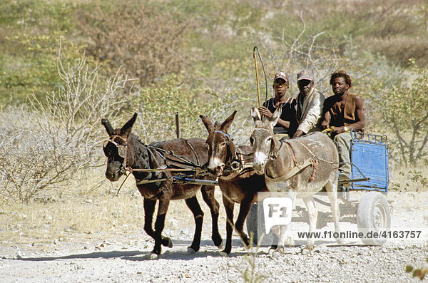 Donkeys  Namibia