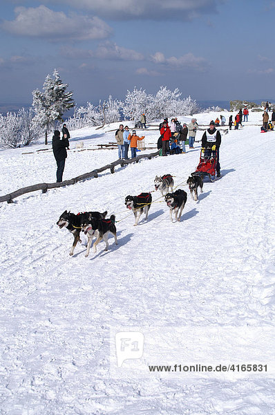 Dog sleigh race with huskies  Taunus  Hesse  Germany