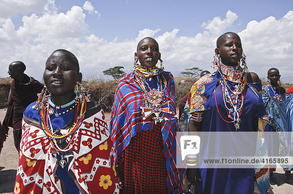 Massai  Massaifrauen beim traditionellen Tanz  Amboseli National Park  Kenia  Afrika