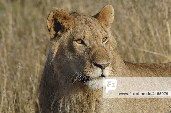 Löwe (Panthera leo) Masai Mara  Kenia  Afrika