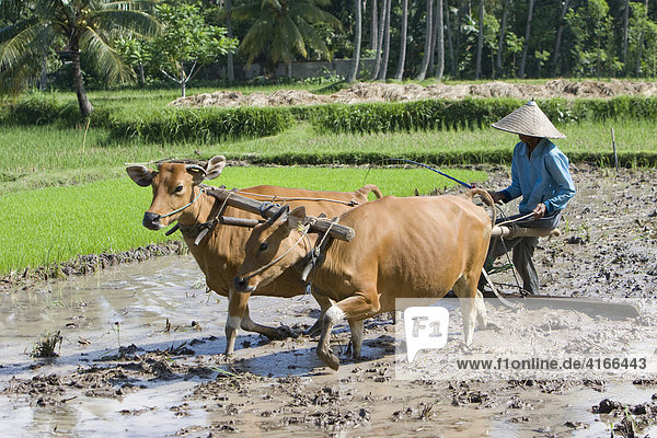 Rice farmer working rice field  rice paddy with two oxen and a wooden plough  Lombok Island  Lesser Sunda Islands  Indonesia
