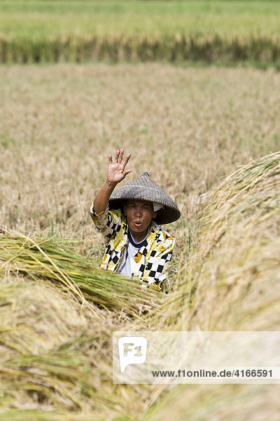 Old woman  rice farmer waving from behind her stacks of rice  Lombok Island  Lesser Sunda Islands  Indonesia