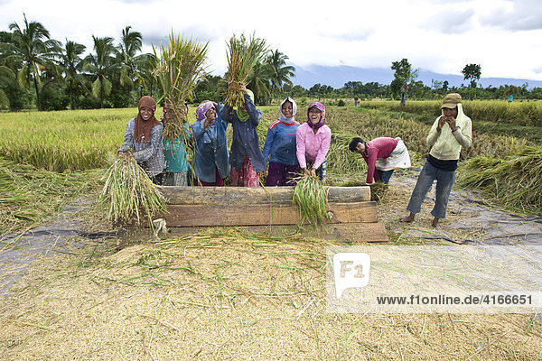 Frauen schlagen Reispflanzen auf ein Brett um die Reiskörner aus den Pflanzen zu lösen  Insel Lombok  Kleine Sunda-Inseln  Indonesien  Asien