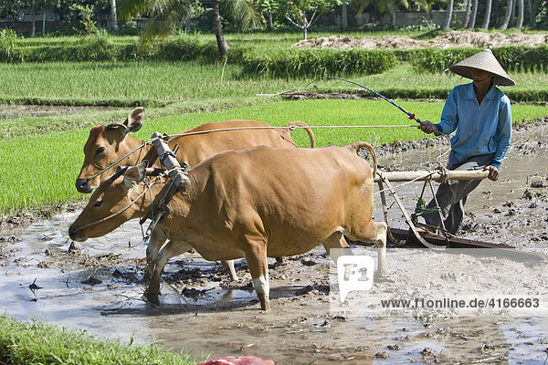 Farmer cultivating rice field  paddy with two oxen pulling a plough  Lombok Island  Lesser Sunda Islands  Indonesia  Asia