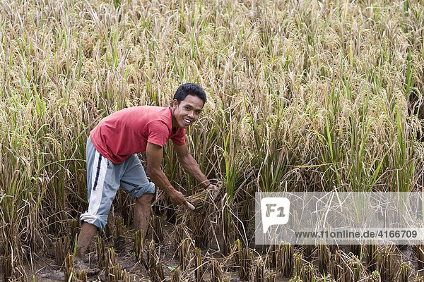 Reisbauer erntet Reispflanzen auf einem Reisfeld  Insel Lombok  Kleine Sunda-Inseln  Indonesien  Asien