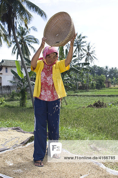 Frau lässt Reis zu Boden fallen um durch den Wind die Schale von dem Reis zu trennen  Insel Lombok  Kleine Sunda-Inseln  Indonesien  Asien
