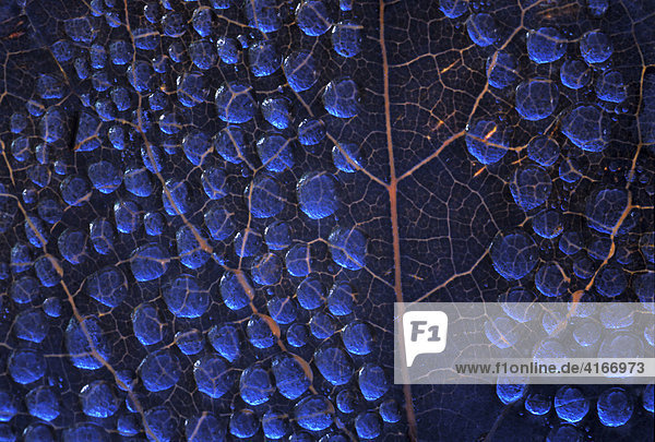 Morgendliche Tautropfen auf dem herbstlichen Blatt eines im Schatten gelegenen Nussbaumes mit der Spiegelung des blauen Himmes.