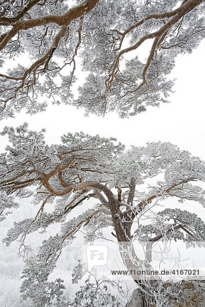 Kiefer (Pinus) im Winter