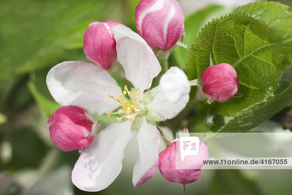 Apfelblüten  Blüten eines Apfelbaumes
