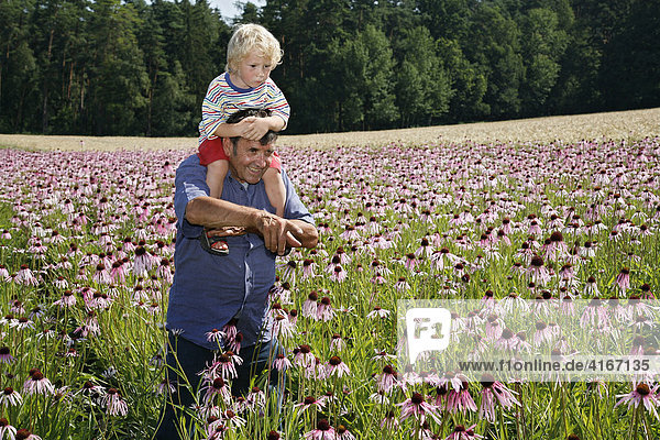 Walter Sturm with his grandson Marco in a field of Echinacea pallida near Heilbronn  Ansbach  Bayern Deutschland.