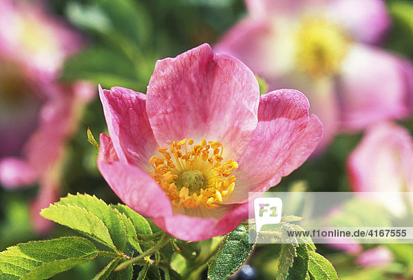 Blüte der Weinrose  Wildrose (Rosa rubiginosa  Rosa eglanteria)  Taubertal  Deutschland
