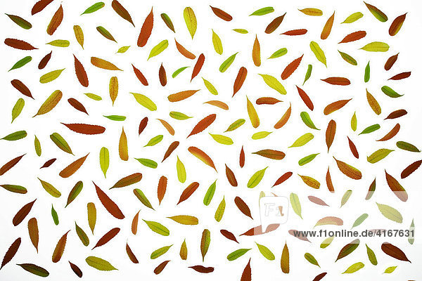 Verschieden farbige  herbstlich gefärbte federartige Blätter  Essigbaum  Hirschkolben-Sumach (Rhus typhina  Rhus hirta)