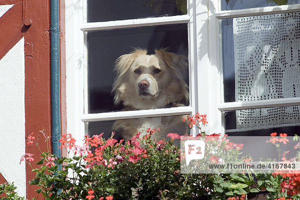 Hund (Canis lupus familiaris) schaut aus dem Fenster