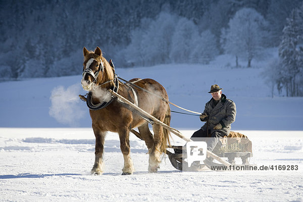 Horse drawn sleigh in Rottach-Egern Upper Bavaria Germany