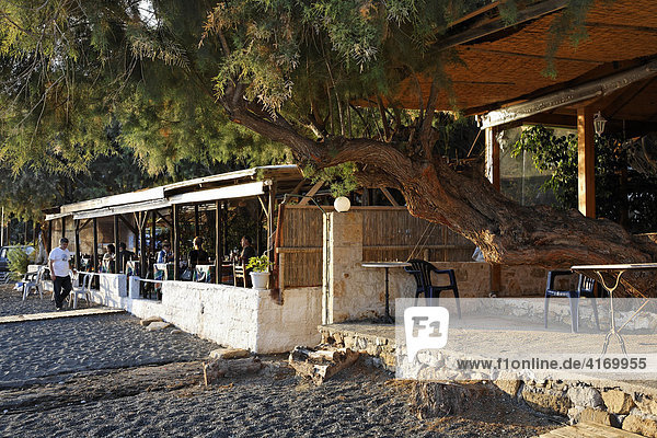 Taverne mit Tamariske in Tertsa  Südkreta  Kreta  Griechenland