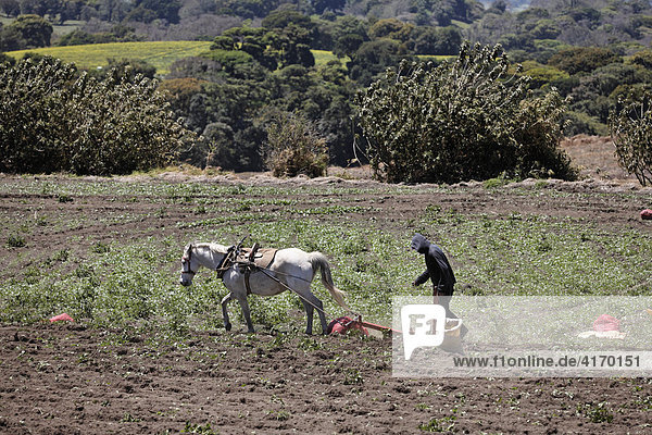 Feldarbeit  Eggen mit Pferd  Irazu  Costa Rica