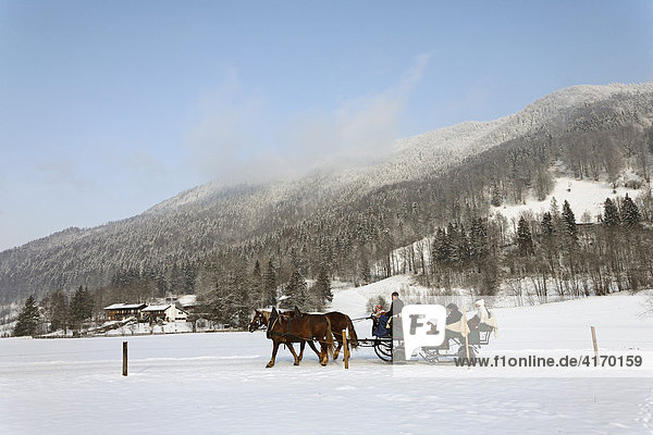 Horse drawn sleigh  Upper Bavaria  Germany