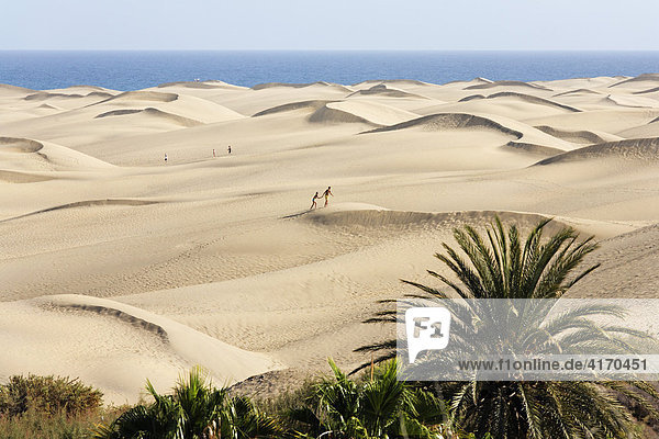 Sanddünen von Maspalomas  Playa del Ingles  Gran Canaria  Kanaren  Spanien