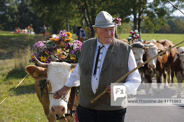 Rhöner Viehabtrieb in Simmershausen bei Hilders Rhön Hessen Deutschland