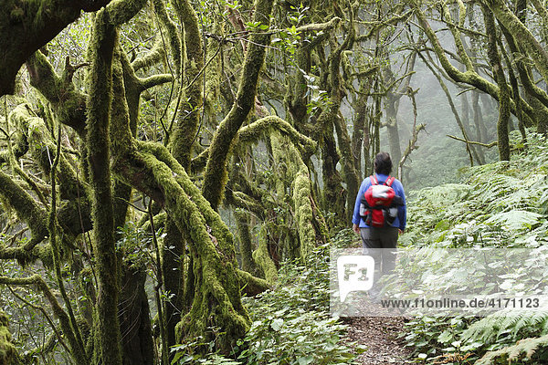 Woman hiking through Garajonay National Park  laurel forest  laurisilva  La Gomera  Canary Islands  Spain