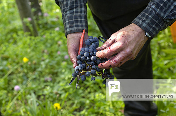 Weinlese Deutscher Herold in Stuttgart Baden-Württemberg Deutschland