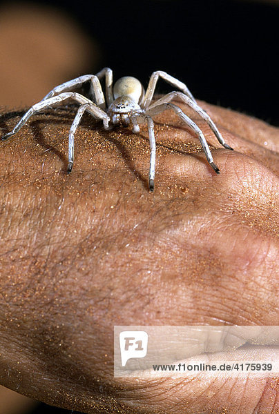 Tok Tokkie Trail  Weiße tanzende Spinne auf Hand  Namib Rand Nature Reserve  Namibia  Afrika