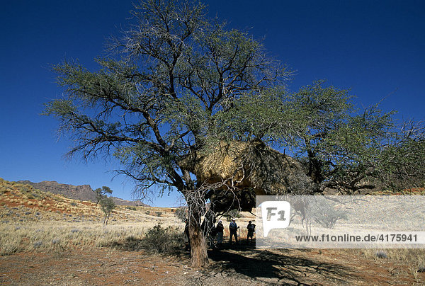 Sociable Weaver (Philetairus socius) nest in a camel thorn tree  Tok Tokkie Trail  NamibRand Nature Reserve  Namibia  Africa