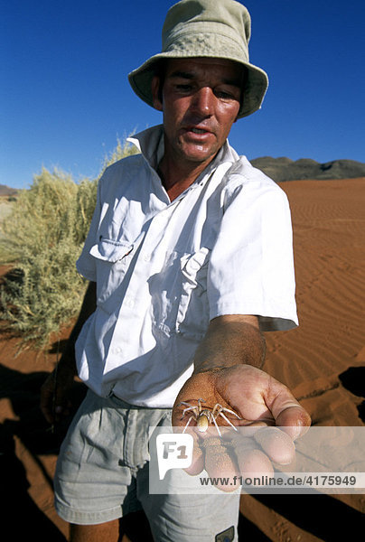 Tok Tokkie Trail  Mann hält eine Weiße tanzende Spinne auf der Hand  Namib Rand Nature Reserve  Namibia  Afrika