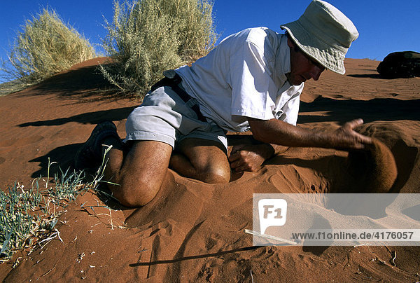 Tok Tokkie Trail  Mann gräbt White Dancing Lady aus  Namib Rand Nature Reserve  Namibia  Afrika