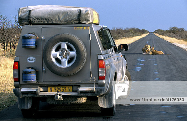 Löwen (Panthera leo) auf der Straße  Touristen im Geländewagen  Etosha National Park  Namibwüste  Namibia  Afrika
