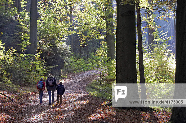 Woman and children hiking through the forest  Saxonia  Germany