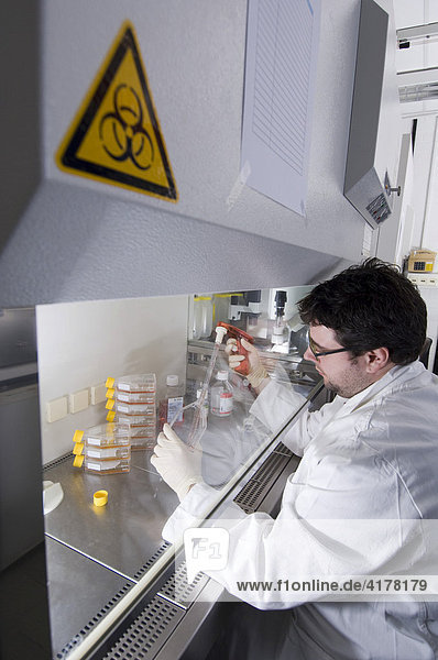 Stammzellenforschung am Max-Planck-Institut für Molekulare Genetik  Laborant bei der Kultivierung von Stammzellen  Berlin  Deutschland