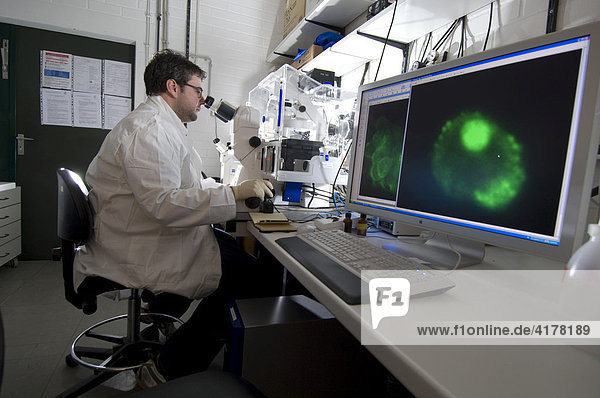 Stem cell research  Max Planck Institute for Molecular Genetics  laboratory technician observing nerve cells through a microscope  Berlin  Germany