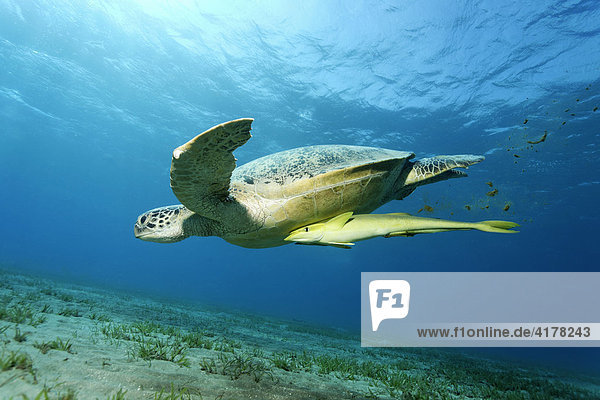 Grüne Meeresschildkröte  Suppenschildkröte (Chelonia mydas) mit Saugfischen  Hurghada  Rotes Meer  Ägypten  Afrika